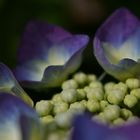 Hydrangea in softtones.