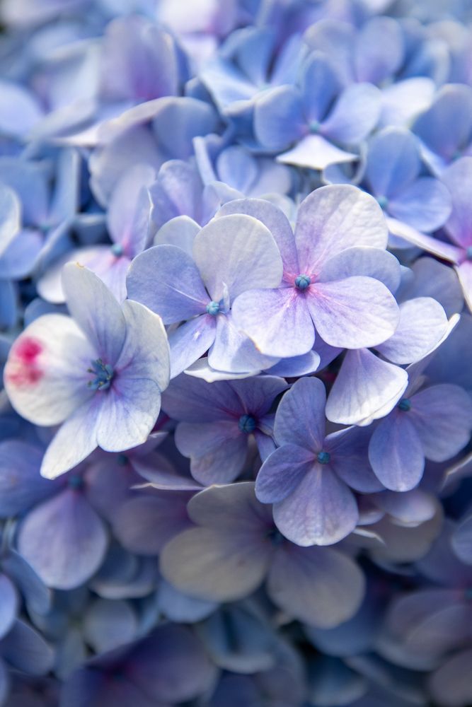 Hydrangea IV