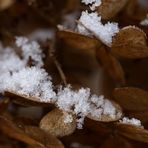 Hydrangea leafes with snow