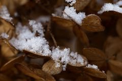 Hydrangea leafes with snow