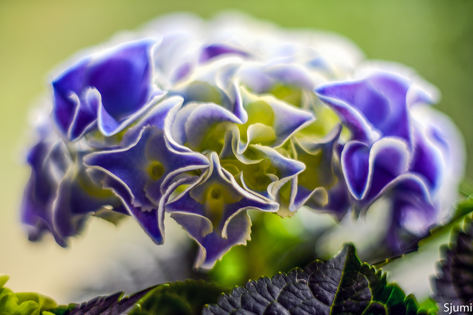 Hydrangea Lichtzauber