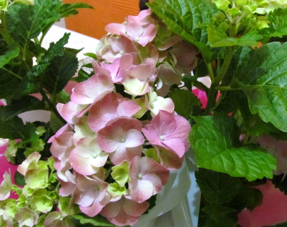 HYDRANGEA MACROPHYLLA