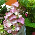 HYDRANGEA MACROPHYLLA