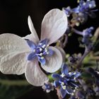 Hydrangea macrophylla