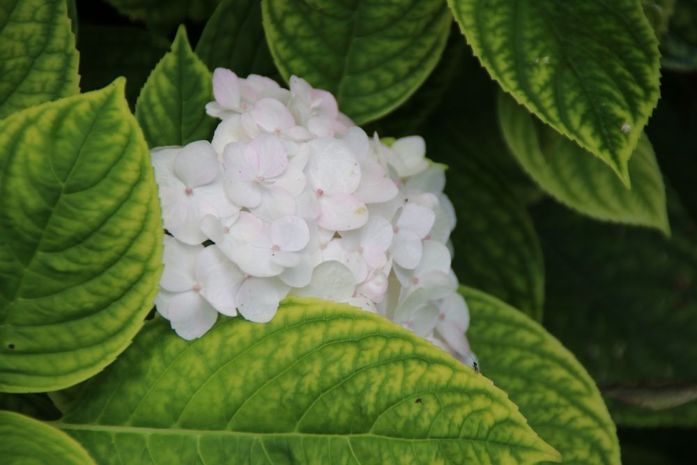 Hydrangea macrophylla