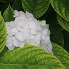 Hydrangea macrophylla