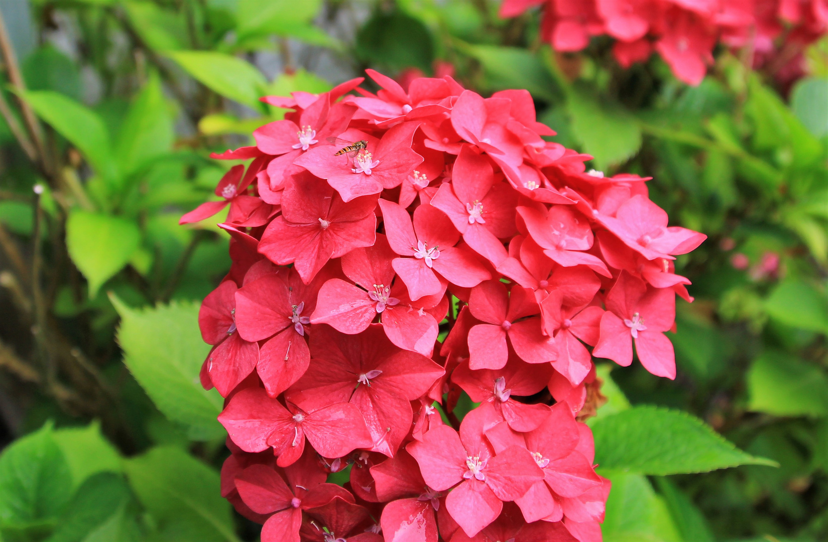 Hydrangea macrophylla