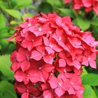 Hydrangea macrophylla