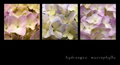 ~ hydrangea macrophylla ~