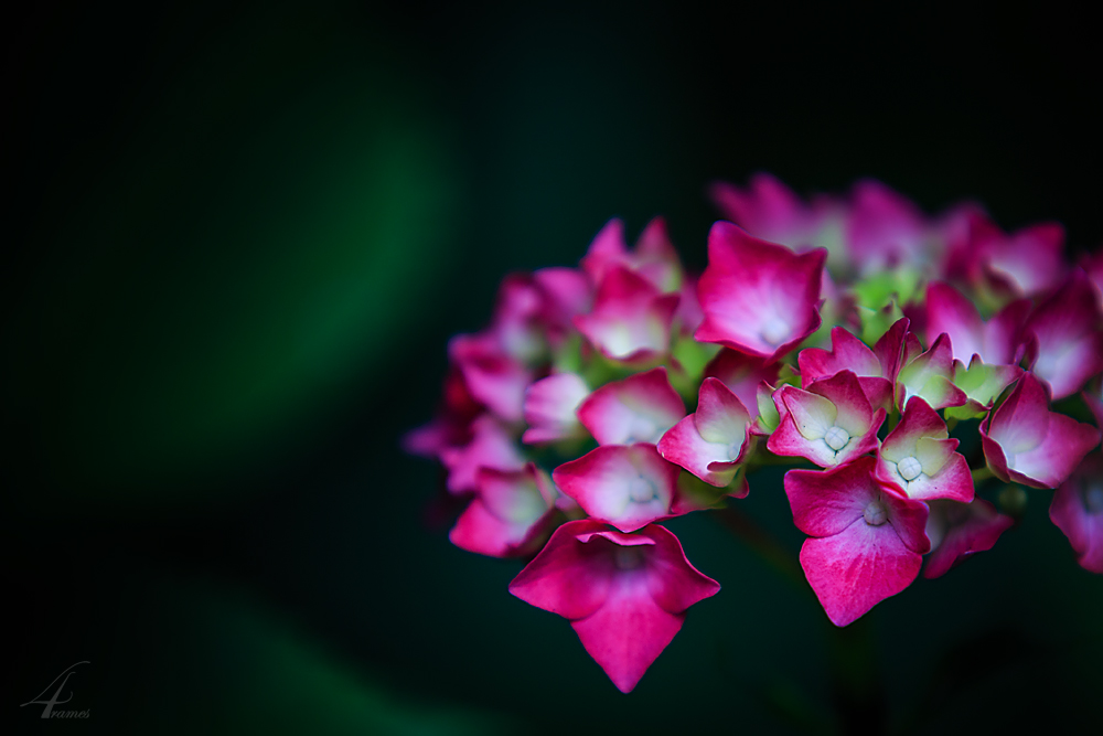 Hydrangea macrophylla