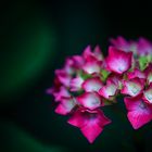 Hydrangea macrophylla