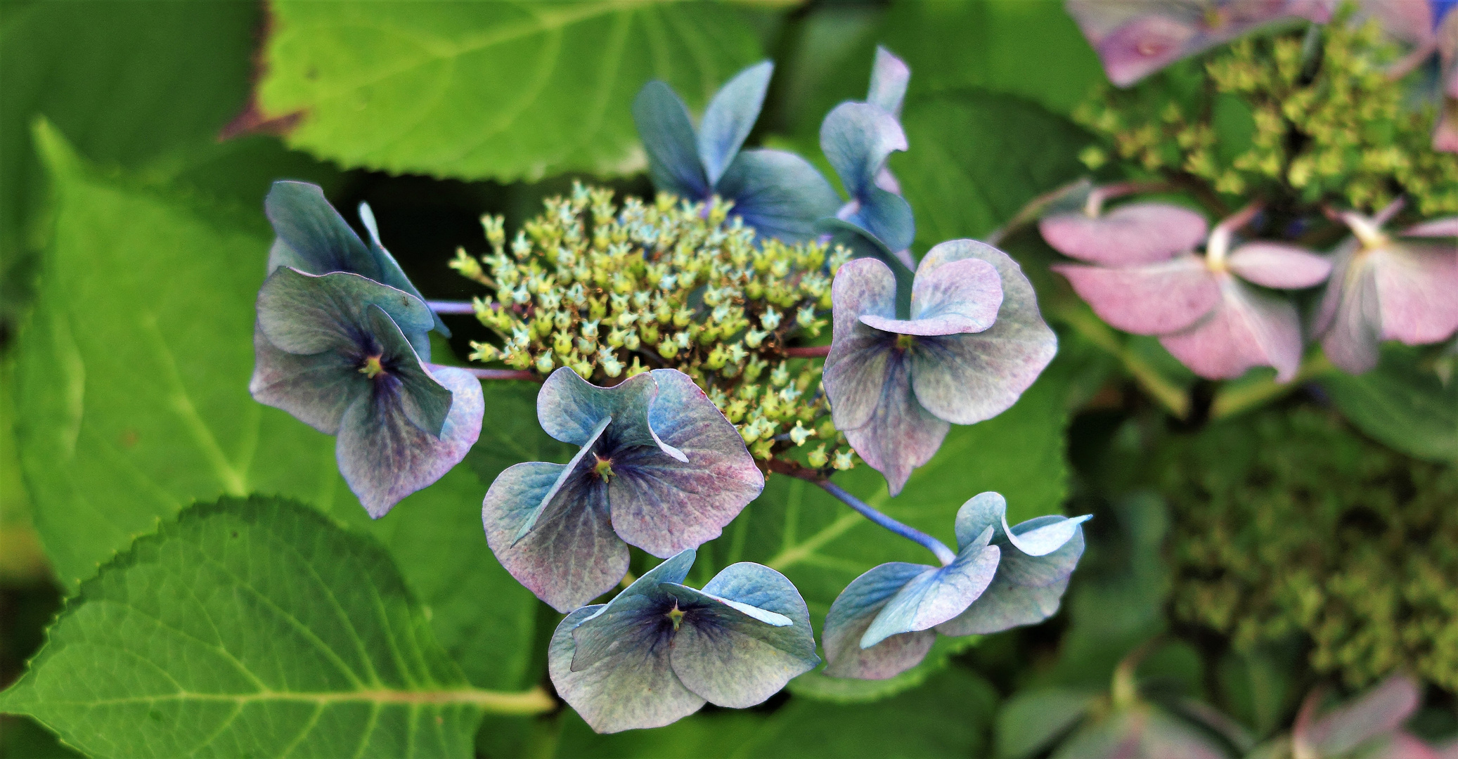 HYDRANGEA MACROPHYLLA