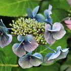 HYDRANGEA MACROPHYLLA