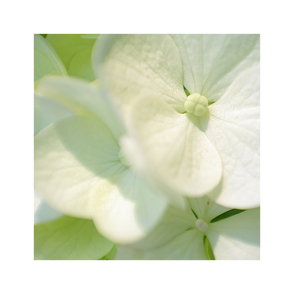 hydrangea macrophylla