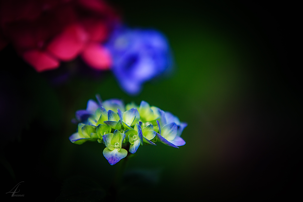 Hydrangea macrophylla 'Bela'