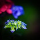 Hydrangea macrophylla 'Bela'