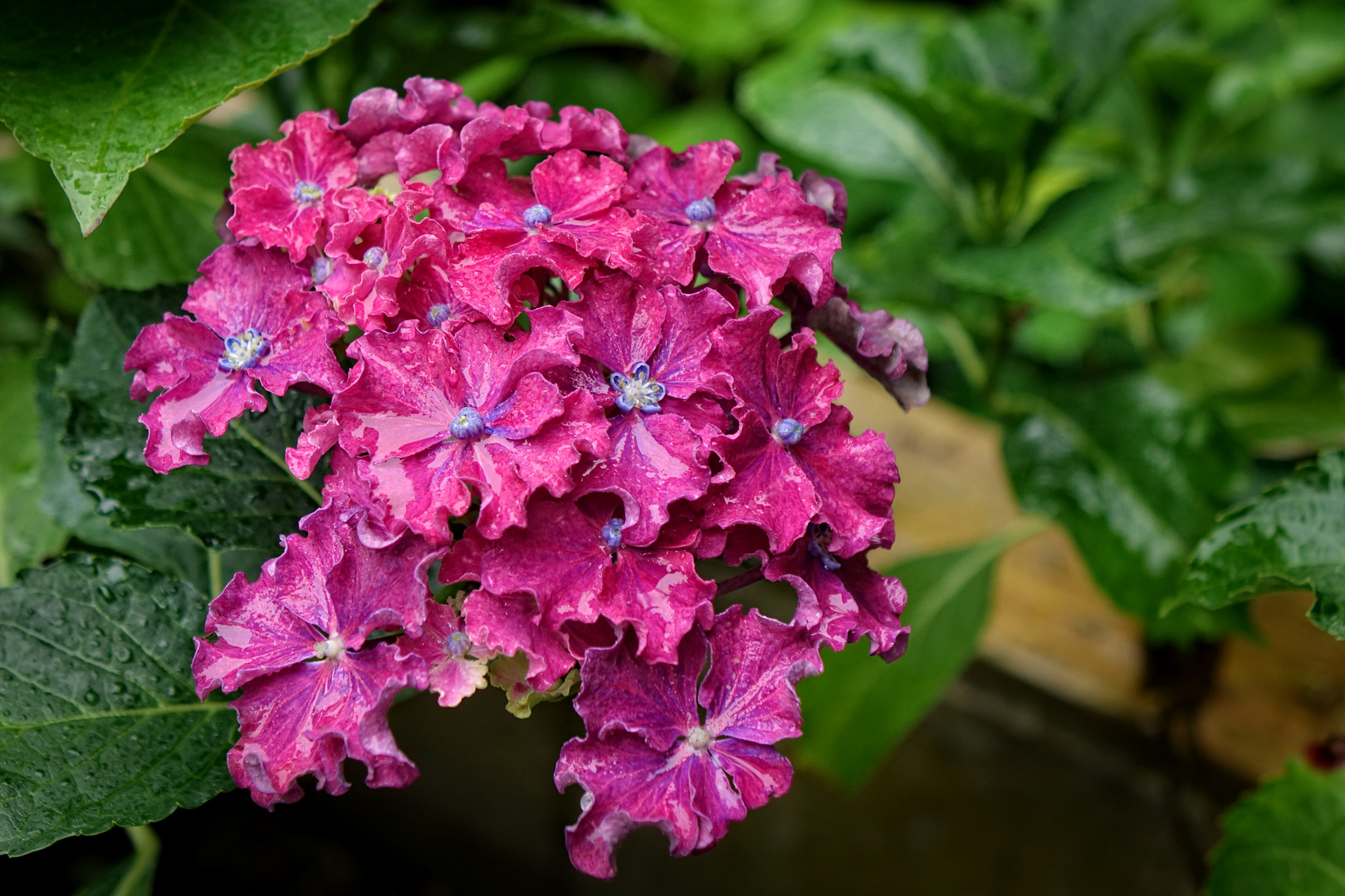 Hydrangea macrophylla Curly Sparkle Blue Purple