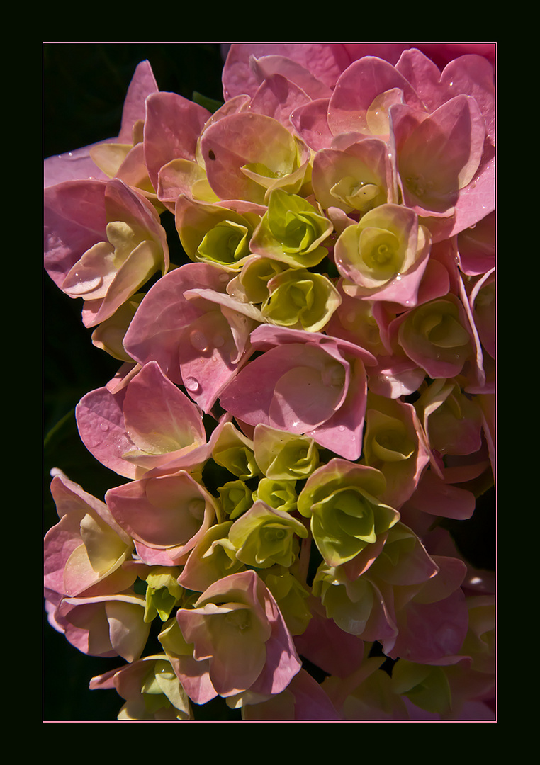 Hydrangea macrophylla