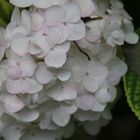 Hydrangea macrophylla