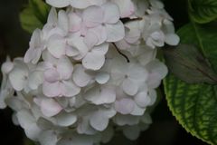 Hydrangea macrophylla