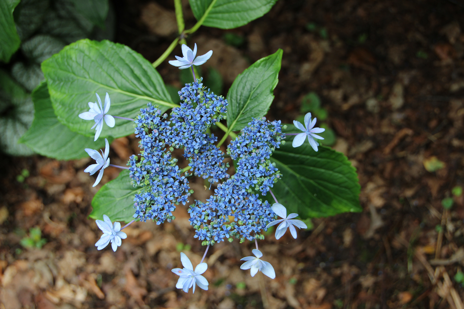 Hydrangea macrophylla "Hanabi"