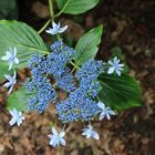 Hydrangea macrophylla "Hanabi"