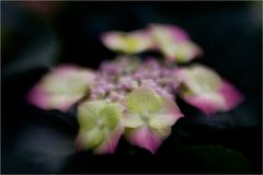 Hydrangea macrophylla subsp. serrata