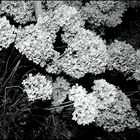 Hydrangea paniculata