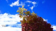 Hydrangea paniculata