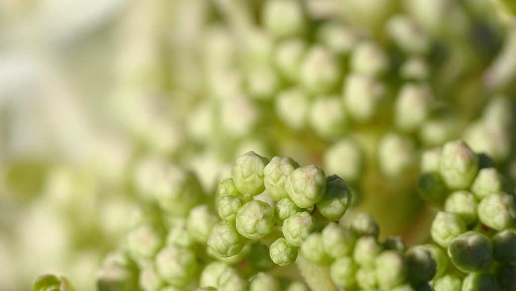 Hydrangea paniculata Little Lime