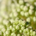 Hydrangea paniculata Little Lime