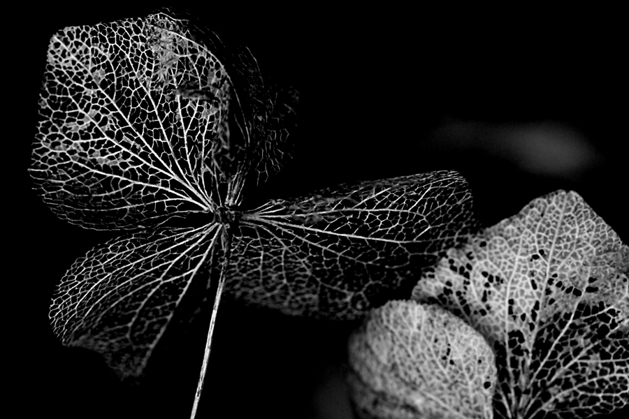 hydrangea serrata