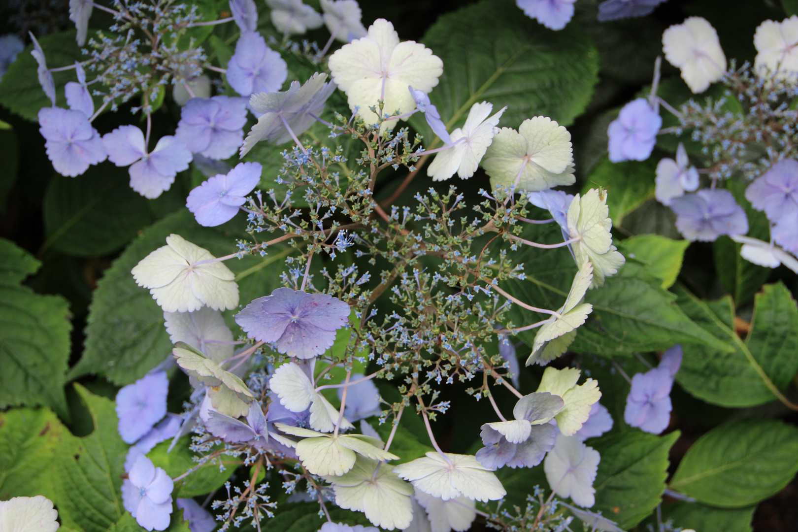 Hydrangea serrata "Odoriko amacha" - Japanische Tee-Hortensie