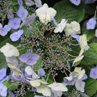 Hydrangea serrata "Odoriko amacha" - Japanische Tee-Hortensie