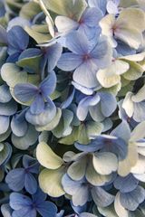 Hydrangea V