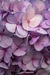 Hydrangea VI