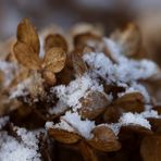 Hydrangea with snow