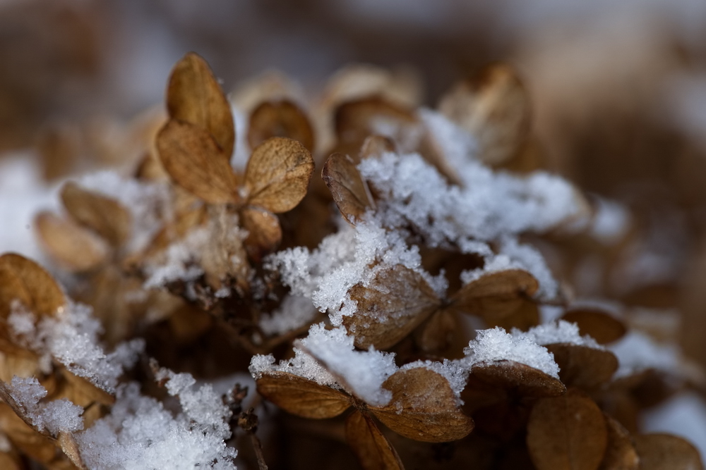 Hydrangea with snow