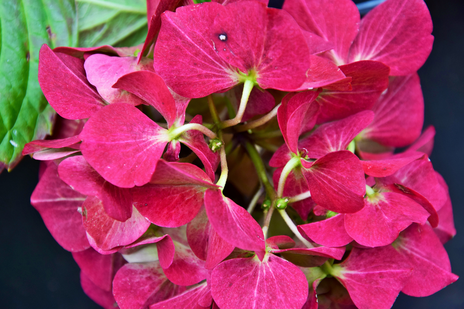 Hydrangeaceae