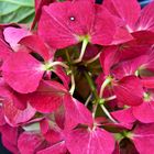 Hydrangeaceae