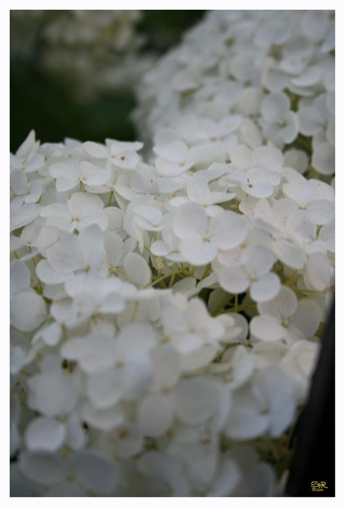 Hydrangeas in the dusk