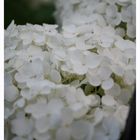 Hydrangeas in the dusk