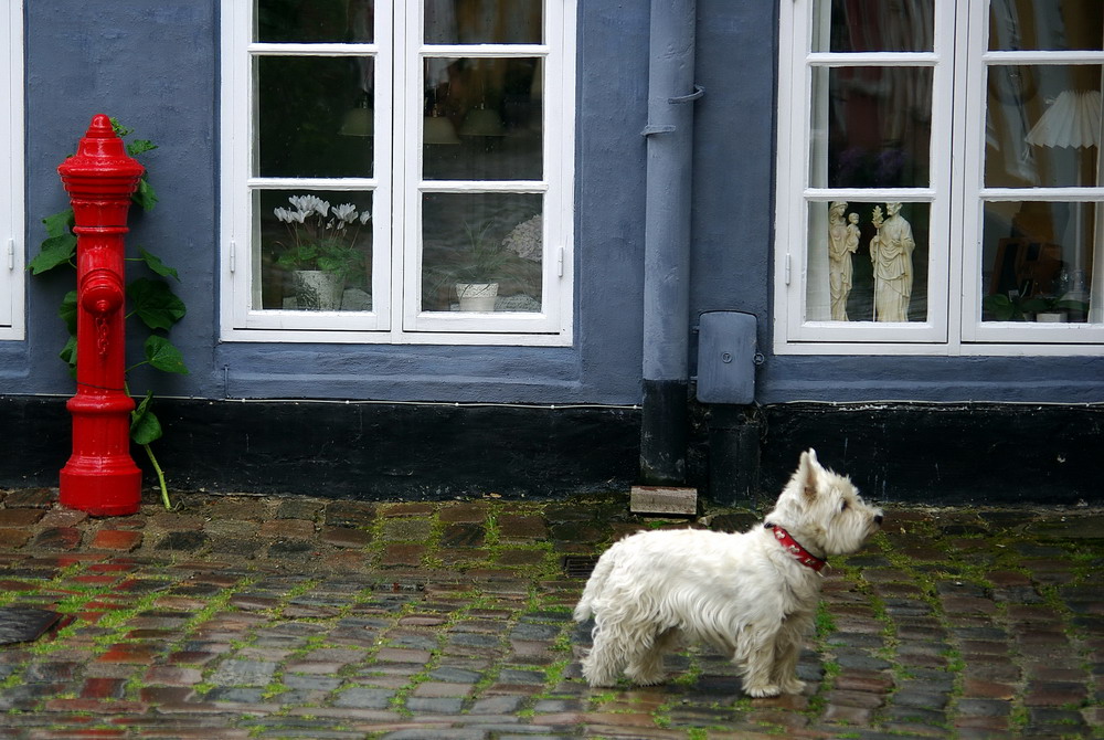 Hydrant mit Hund - Drolliges in Dänemark