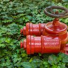 Hydranten im Urwald