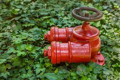 Hydranten im Urwald