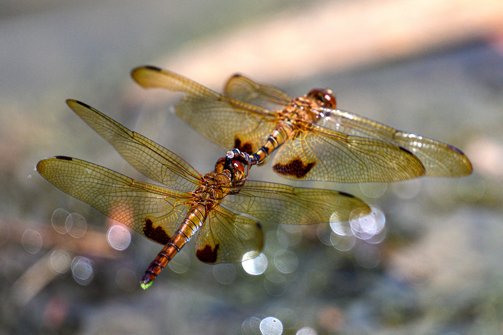 Hydrobasileus croceus