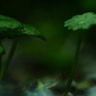 Hydrocodyle Wasserpflanze - das schöne Schirmchen