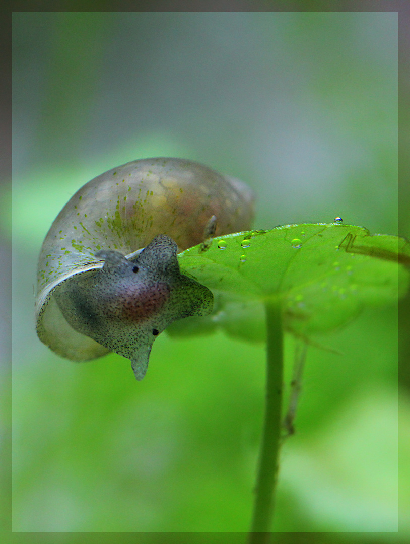 Hydrocotyle verticillata