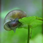 Hydrocotyle verticillata