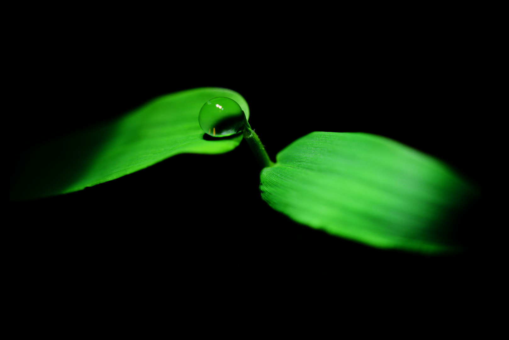 Hydrophobic Bamboo